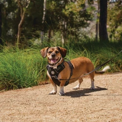 Petco Mesh Step-In Dog Harness Vest, Adjustable Straps, Small, Black -Spooky Pet World petco black mesh dog harness small e8c8f1d6 81c8 483c afab b290aec3559b