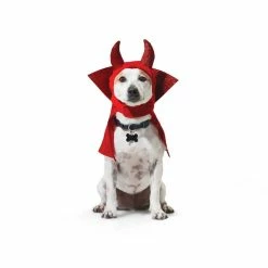 Petco Halloween-Devil Costume 11 Petco Halloween-Devil Costume -Spooky Pet World petco halloween devil costume s m 97e6588b 5337 455c 8204 09d14f861210