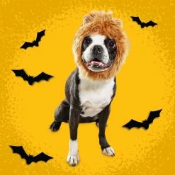 Petco Mane Reign Lion Pet Headpiece Halloween Costume 13 Petco Mane Reign Lion Pet Headpiece Halloween Costume -Spooky Pet World petco halloween lion s mane costume s m 04e12a2a 02e1 4bd0 be22 cab493d5e5d7
