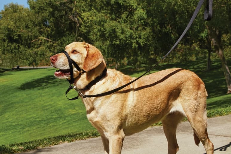 Petco No-Pull Dog Head Halter, Adjustable, Large, Black 5 Petco No-Pull Dog Head Halter, Adjustable, Large, Black - Image 3