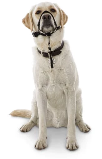 Petco No-Pull Dog Head Halter, Adjustable, Medium, Black 4 Petco No-Pull Dog Head Halter, Adjustable, Medium, Black - Image 2