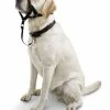 Petco No-Pull Dog Head Halter, Adjustable, Medium, Black -Spooky Pet World petco head halter for dogs medium 85ef0d68 5eb2 46a4 86e1 f5238ea7f929