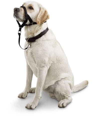 Petco No-Pull Dog Head Halter, Adjustable, Medium, Black 3 Petco No-Pull Dog Head Halter, Adjustable, Medium, Black