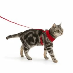 Petco Mesh Cat Harness And Leash Set, Adjustable For Cat Walking, 4-ft, Red -Spooky Pet World petco red mesh cash harness lead set f319bfe3 8091 40eb b32a cca5fb91d868